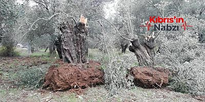 PARKA DİKİLEN YABANCI ZEYTİN AĞAÇLARINI SÖKTÜLER