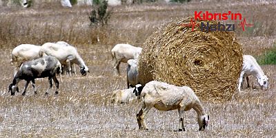 PERGAMA'DAKİ RUM ÇİFTLİKLERİNİN FAALİYETLERİ ASKIYA ALINDI