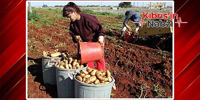 RUM PATATES ÜRETİCİLERİNE ACİL SU ÇAĞRISI