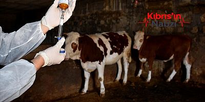 RUM VETERİNER DAİRESİ “KIRMIZI ALARMDA”!