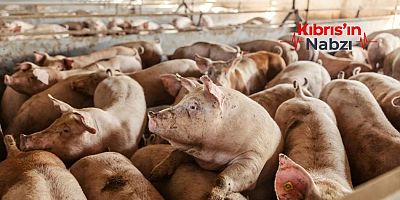 ŞAP HASTALIĞI BİR DOMUZ ÇİFTLİĞİNE DAHA SIÇRADI