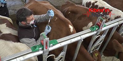 ŞAP HASTALIĞI İÇİN YAPILAN AŞILAMALAR İŞE YARAMAYA BAŞLADI