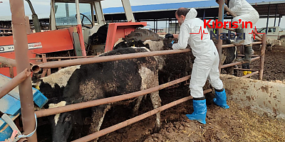 ŞAP HASTALIĞI İLE MÜCADELE SÜRÜYOR