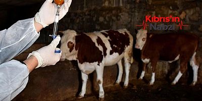 ŞAP HASTALIĞI KONUSUNDA İTLAF KARARINDAN GERİ DÖNÜŞ YOK