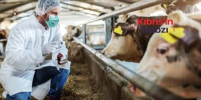 ŞAP HASTALIĞINA AŞI ZORUNLULUĞU