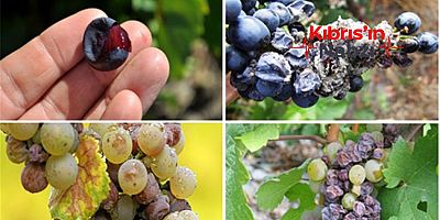 TARIM BAKANLIĞI SALKIM GÜVESİNE KARŞI UYARDI
