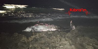 TATLISU SAHİLİNDE GAGALI BALİNA ÖLÜ BULUNDU