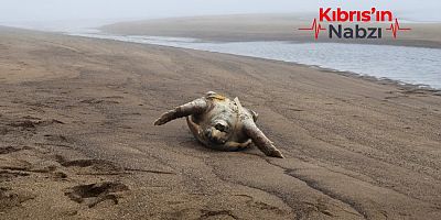 TEKMELENEN KAPLUMBAĞA OLAYI SORUŞTURULUYOR