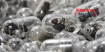 VALİZİNDEN 2 BİN 200 CANLI KARINCA ÇIKTI