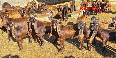 VETERİNER DAİRESİ CANLI HAYVAN SATIŞI YAPACAK