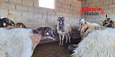 YERLİ KIBRIS KOYUNU TÜKENME RİSKİ İLE KARŞI KARŞIYA